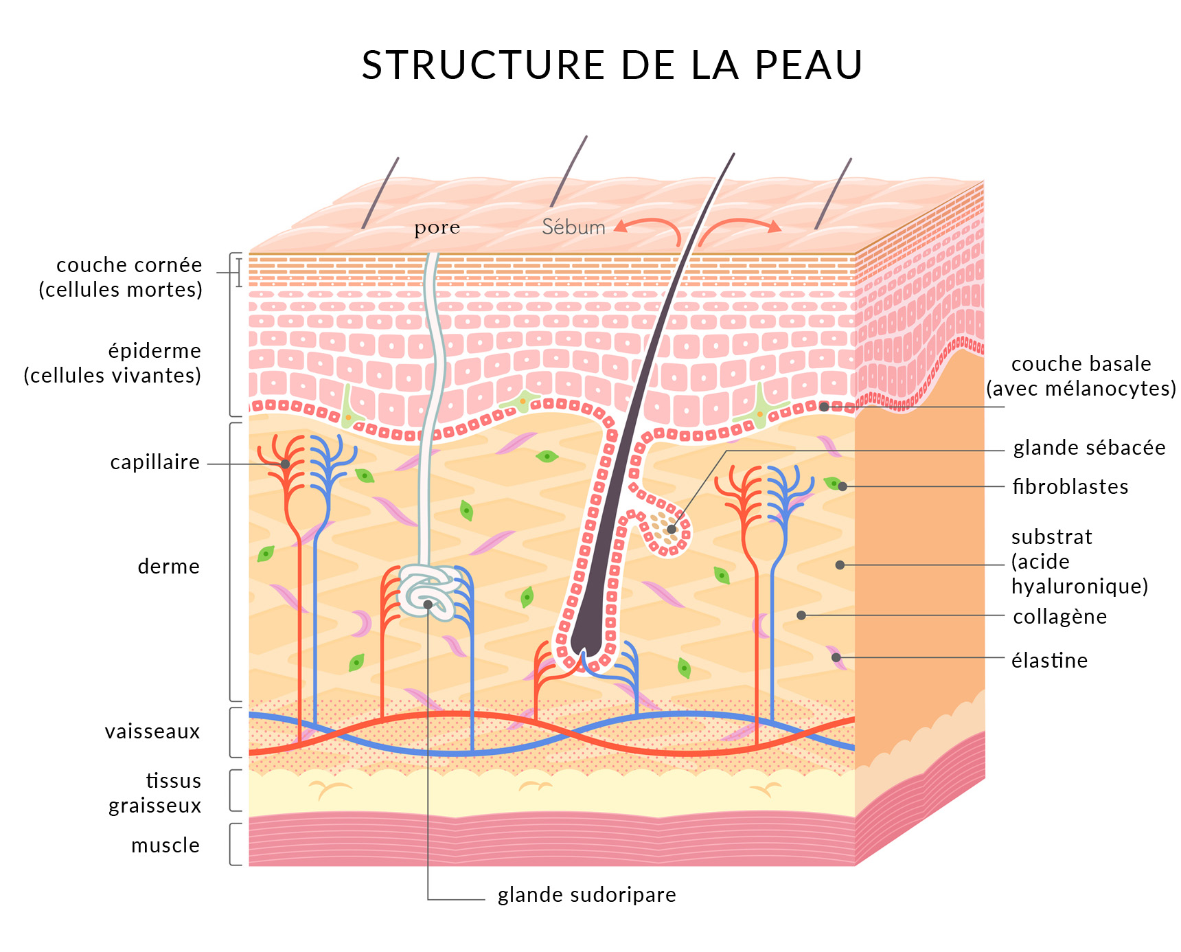Effet De Peau D finition Purpura D finition Causes Et Traitements 