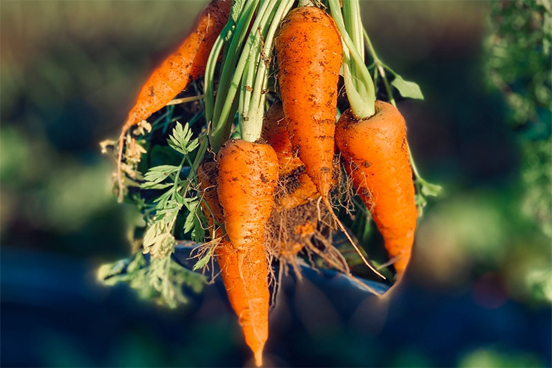 bouquet de carottes