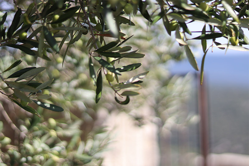 gros plan sur une branche d'olivier