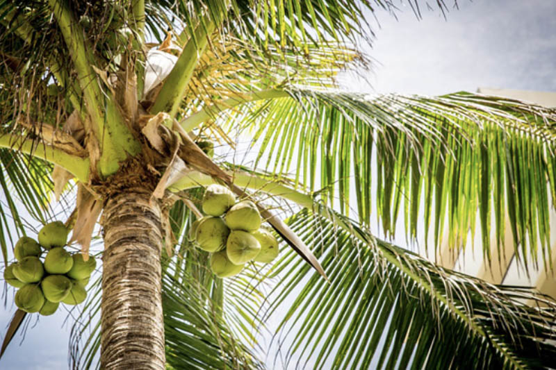 noix de coco sur un palmier