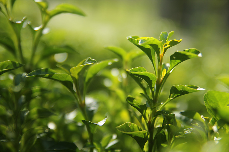 branche de thé vert prise dans le champ