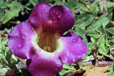 fleur d'harpagophytum prise en gros plan