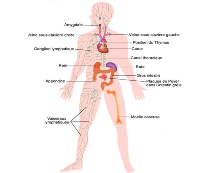 schéma du corps humain et du système lymphatique