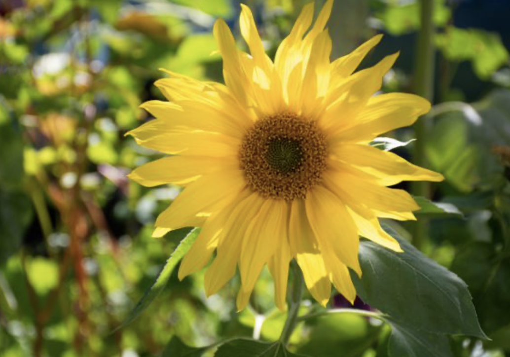 Gros plan sur une fleur de tournesol dans un champs