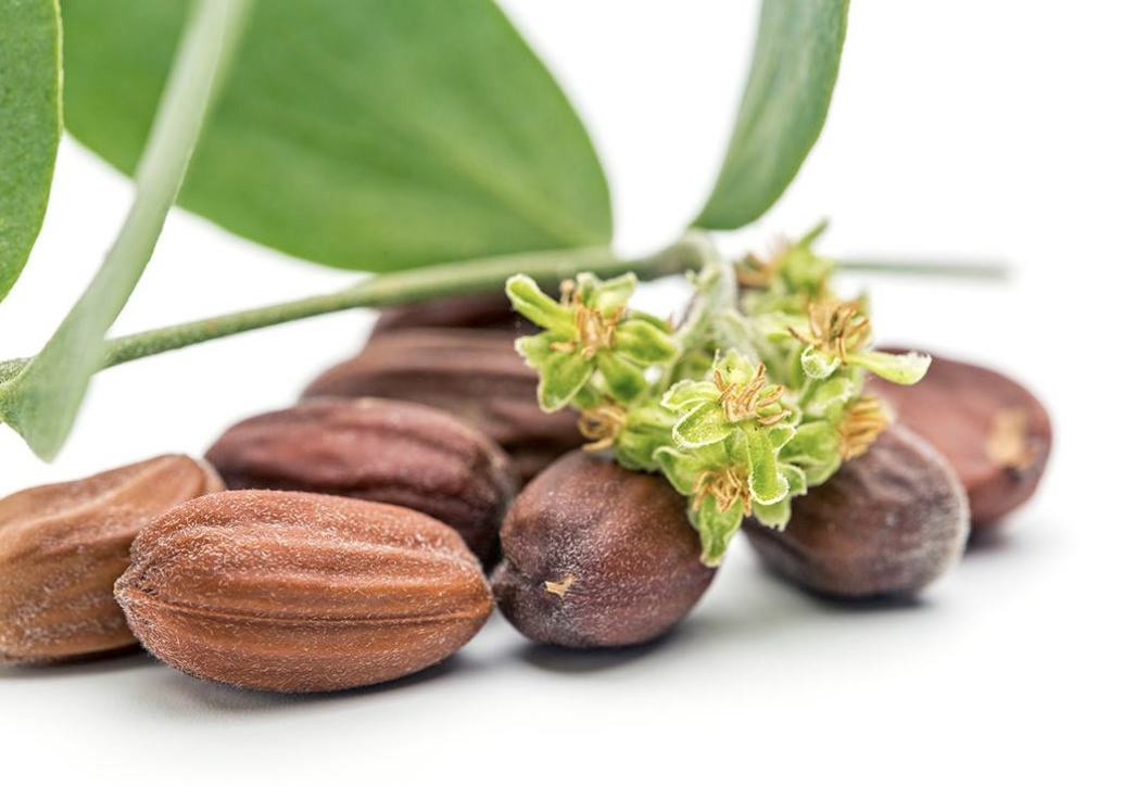 Gousses de jojoba avec feuilles sur fond blanc